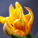 tulip petals by jernst1779