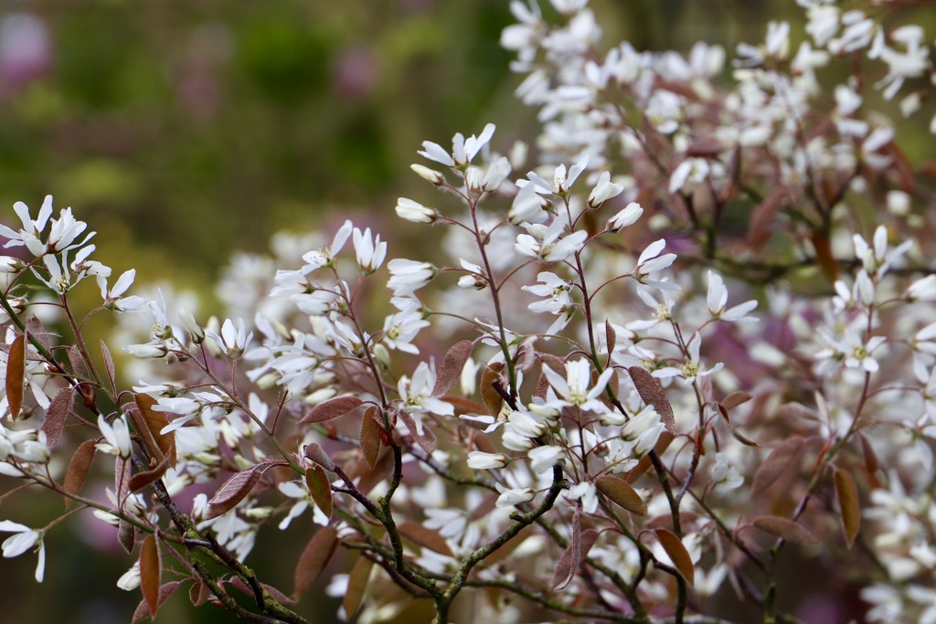 More Garden Blossom  by carole_sandford