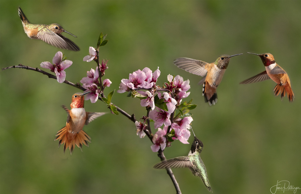 Hovering Around the Nectarine Blooms by jgpittenger