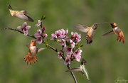 4th Apr 2019 - Hovering Around the Nectarine Blooms