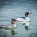 Mr. and Mrs. Merganser by 365karly1