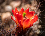 26th Mar 2019 - Orange cactus flower