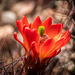 Orange cactus flower by princessleia