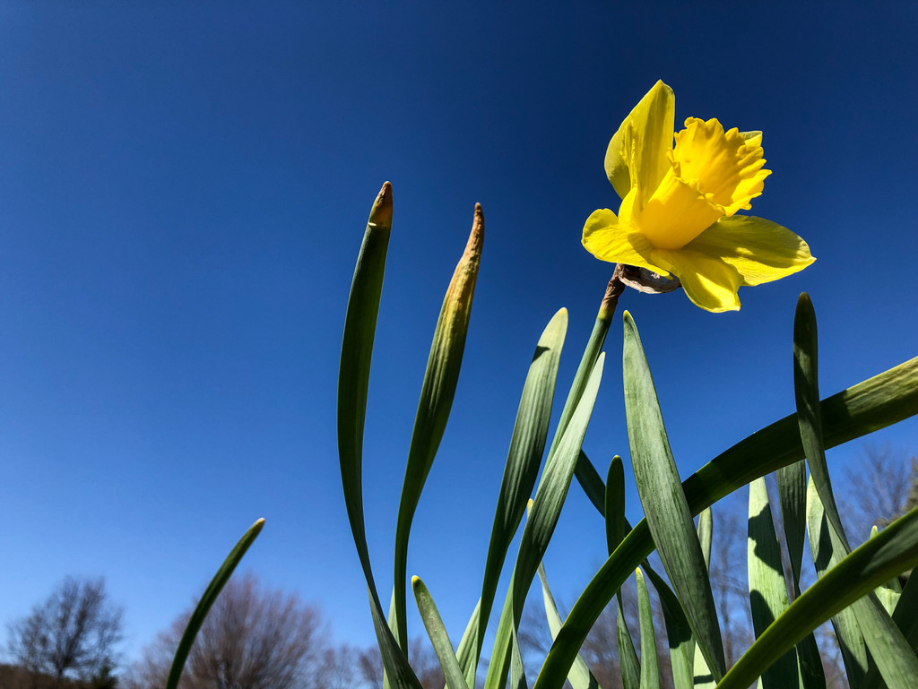 Daffodil by loweygrace