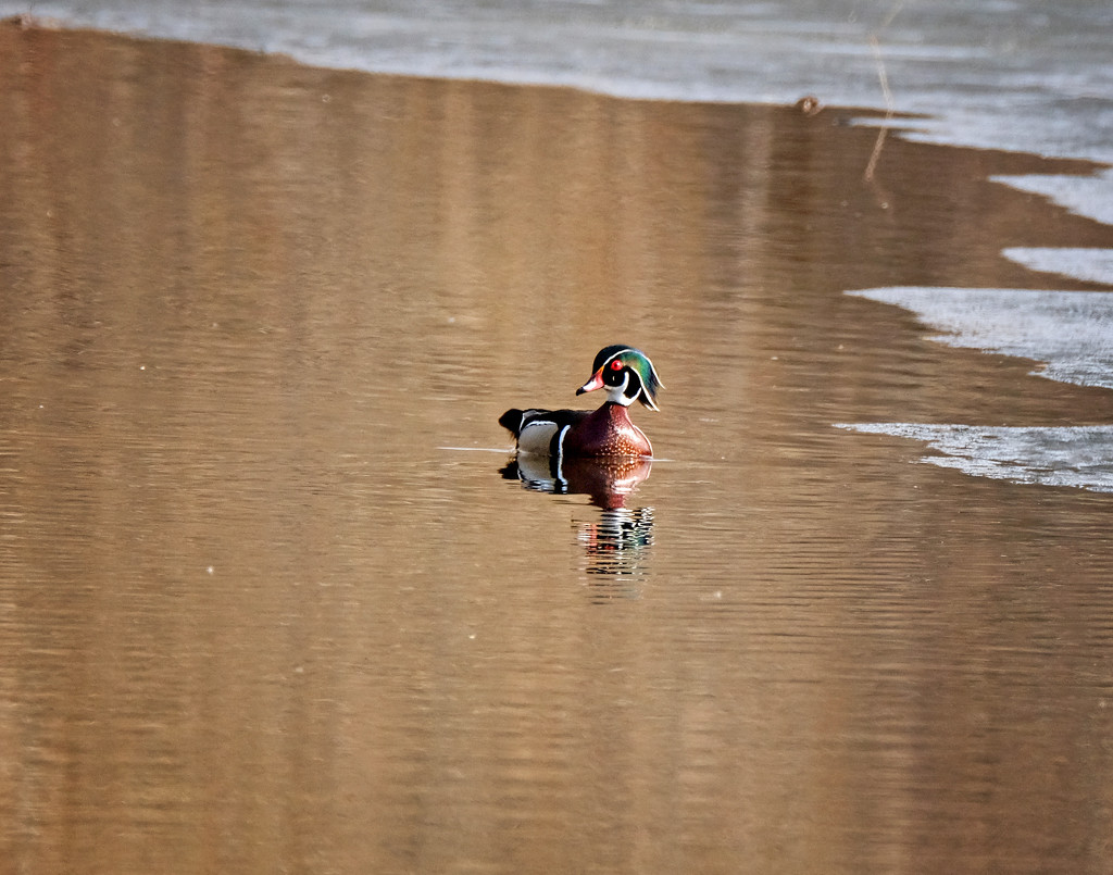Wood Duck by tosee