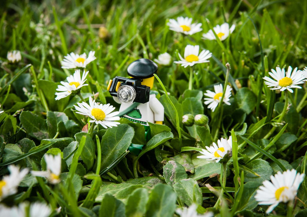 (Day 38) - In the Wildflowers by cjphoto