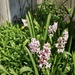 Hyacinths by allie912