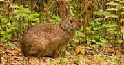 4th Apr 2019 - Bunny Rabbit, Ready to Flee!