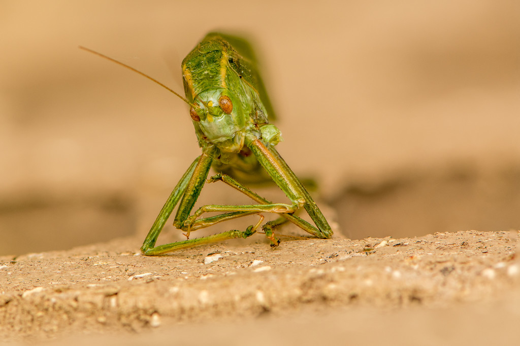 Patience Grasshopper by yorkshirekiwi