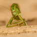 Patience Grasshopper by yorkshirekiwi