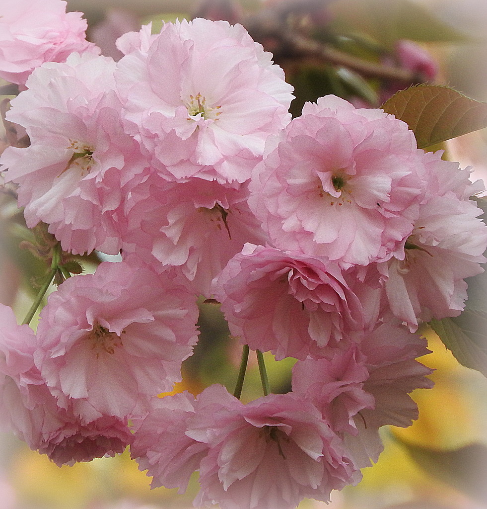 Pink wild cherry blossoms by homeschoolmom