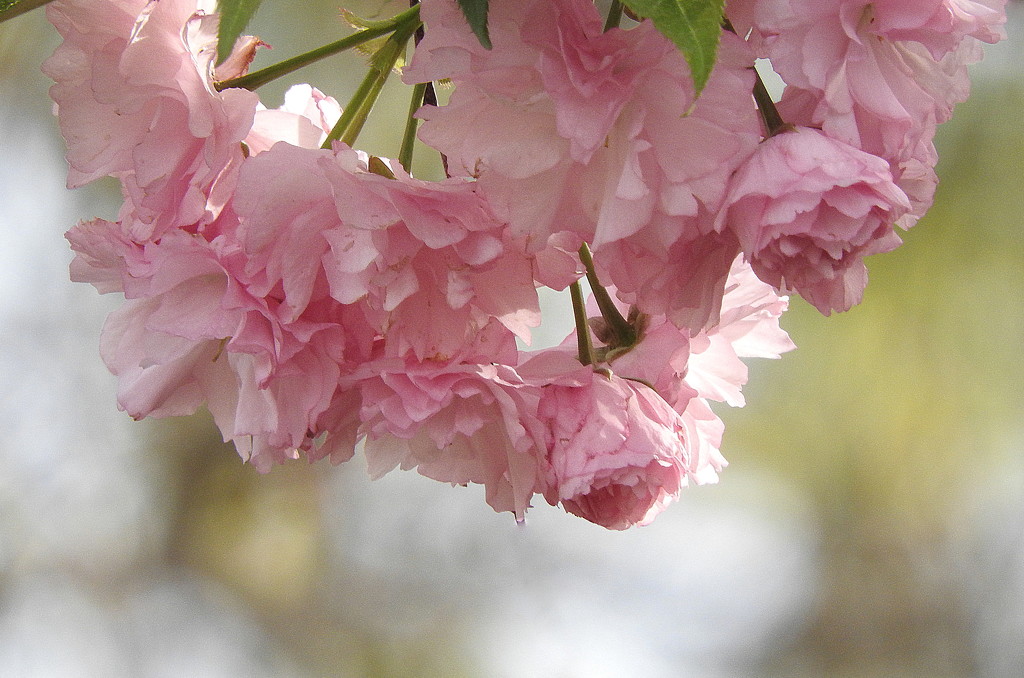 Pink blossoms by homeschoolmom