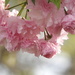 Pink blossoms by homeschoolmom