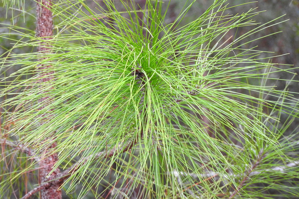 Long needle pine by homeschoolmom