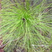Long needle pine by homeschoolmom