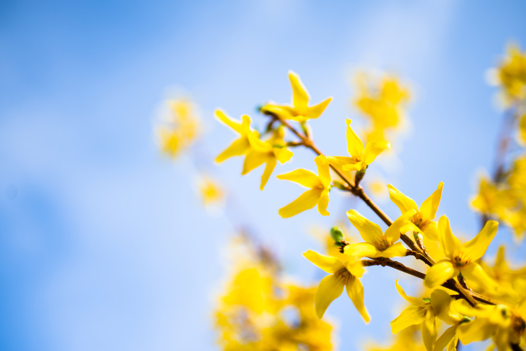 Forsythia  by kwind