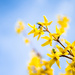 Forsythia  by kwind