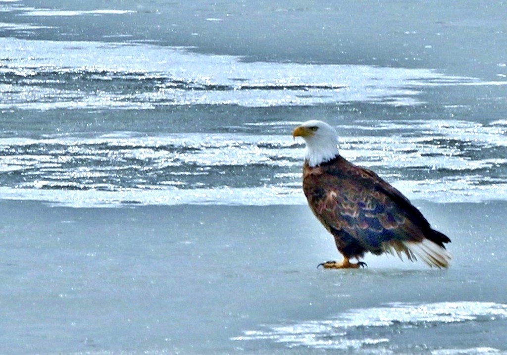 Eagle on Ice by lynnz