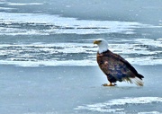 29th Mar 2019 - Eagle on Ice