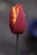 4th Apr 2019 - Tulip