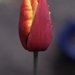 Tulip by mattjcuk