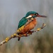 Female Kingfisher by padlock