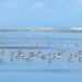 Terns , Glinks Gully  by Dawn
