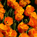 Orange Tulips by gq