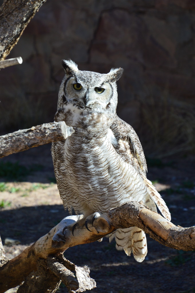 Owl by bigdad