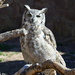 Owl by bigdad