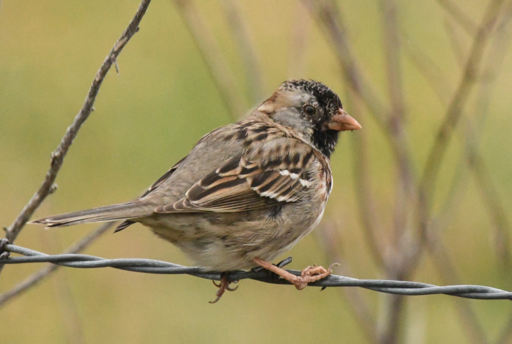 Backyard Sparrow by kareenking