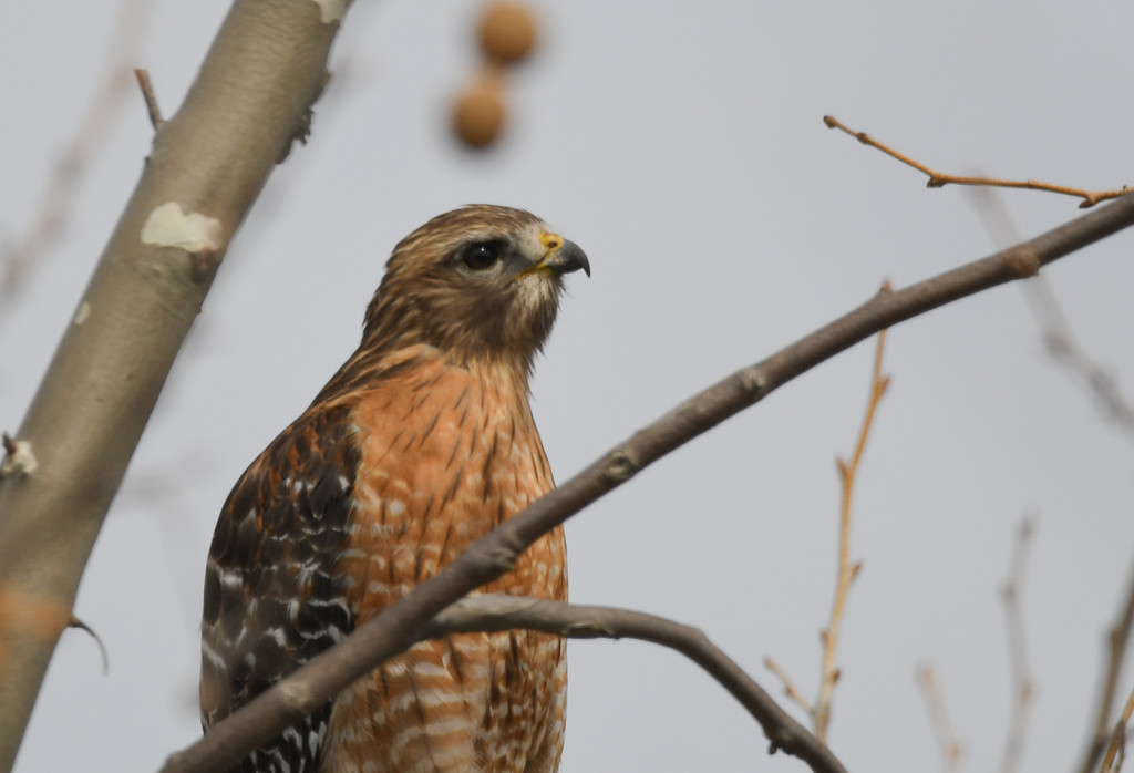 Red-Shouldered Hawk by kareenking