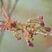 Cherry Blossom buds......... by ziggy77