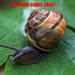 Snails. by tonygig