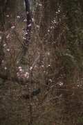 5th Apr 2019 - peach blossoms