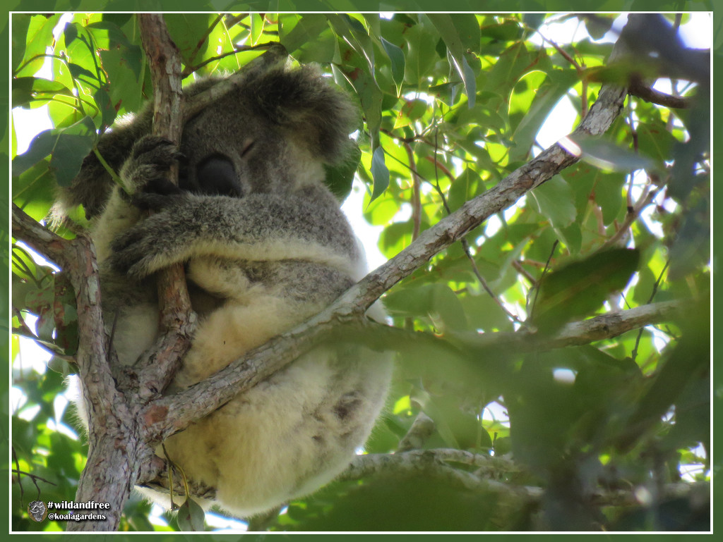 sleepy baby by koalagardens