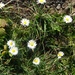 daisies by arthurclark