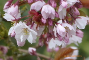 5th Apr 2019 - Cherry blossom