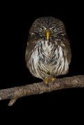 5th Apr 2019 - Ferruginous pygmy owl