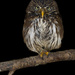 Ferruginous pygmy owl by leonbuys83