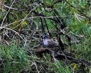 6th Apr 2019 - Pigeon Hiding In The Thicket ~    