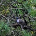 Pigeon Hiding In The Thicket ~     by happysnaps