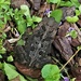 An Ugly Toad & A Purple Flower ~    by happysnaps