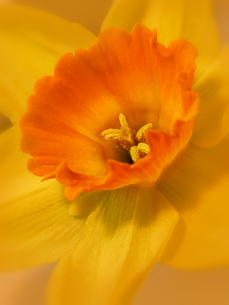 misty daffodil by jernst1779