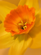 5th Apr 2019 - misty daffodil