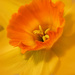 misty daffodil by jernst1779