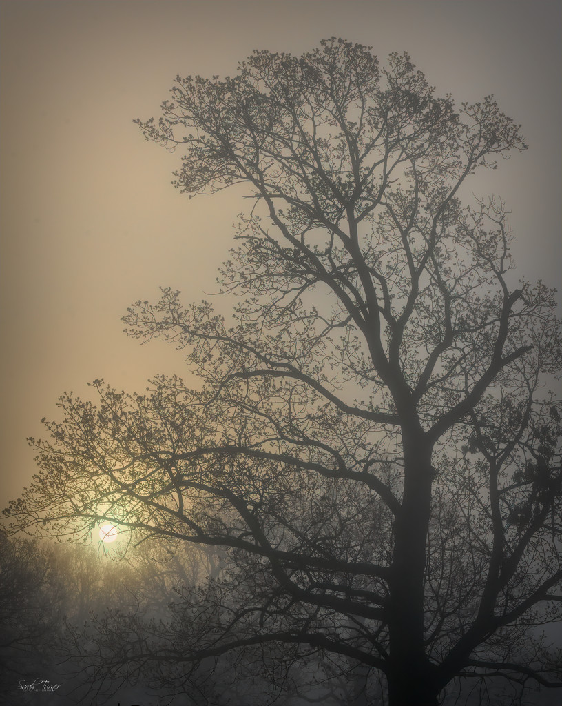 Foggy morning by samae