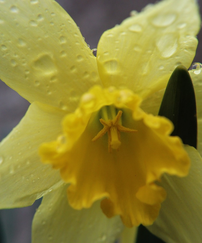 Day 95:  April Showers Bring.... by sheilalorson