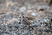 5th Apr 2019 - Little sparrow!