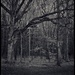 Woods  Again by ramr